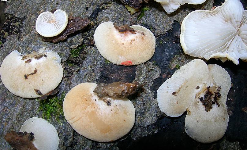 Crepidotus ehrendorferi      Hauskn. & Krisai,